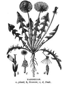 dandelion, schematic illustration