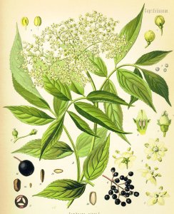 elderflower and elderberries schematic illustration