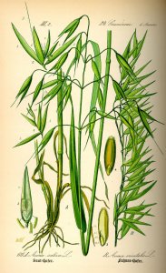 oat plant – schematic color illustration