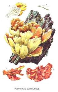 Polyporus Sulphureus – Chicken of the Woods