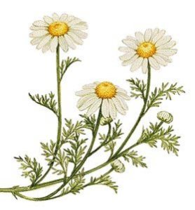 chamomile flower – color illustration