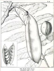 black bean (castanospermumaustrale)– illustration