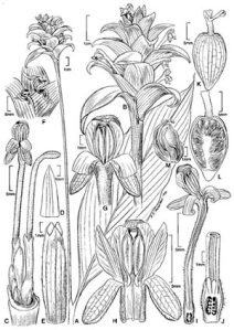 ginger plant, schematic illustration