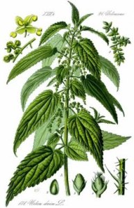 stinging nettle, schematic illustration