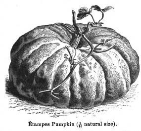 Étampes Pumpkin, illustration