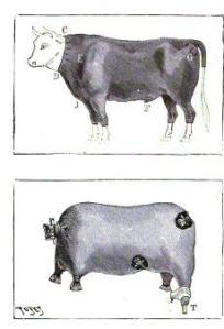 chart of cuts of beef