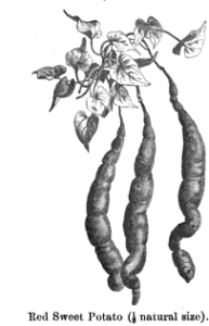 Red Sweet potato