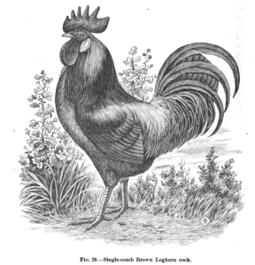 leghorn cock