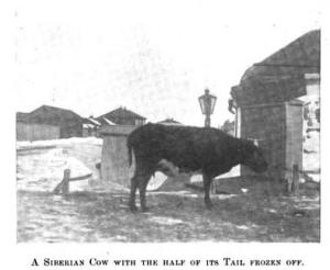 frostbitten cow in Siberia
