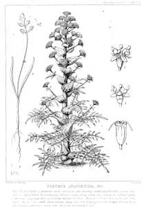asafoetida, illustration