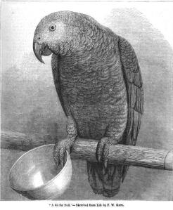 carnivorous parrot of new zealand