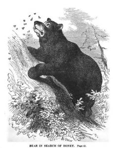 bear in search of honey