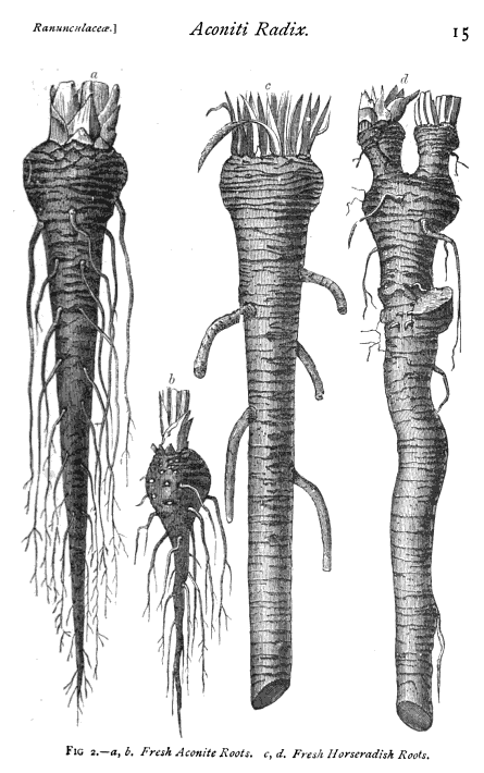 horseradish root, frontal view – aconiti radix