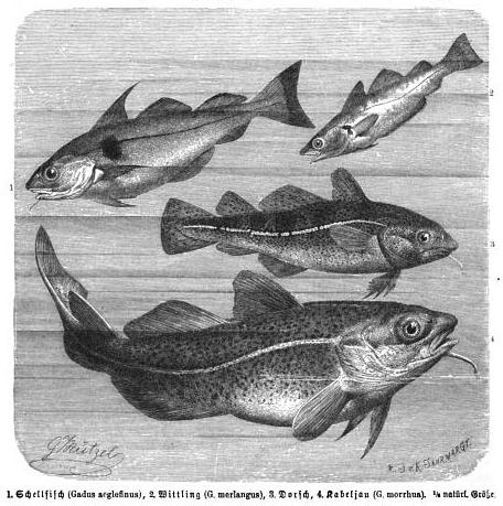 food fish species of North Atlantic