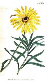 marigold, color illustration