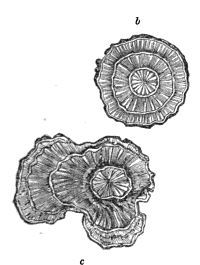 horseradish root in cross section – aconiti radix