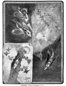 flying fish, illustration