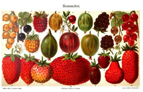 bilberries, color illustration