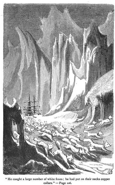 white foxes in antarctica