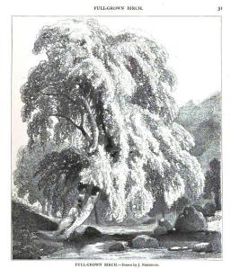 fully grown birch tree