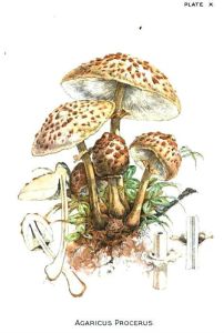 agaricus procerus, illustration by william hamilton gibson