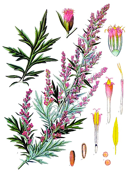 mugwort – artemisia vulgaris – color illustration
