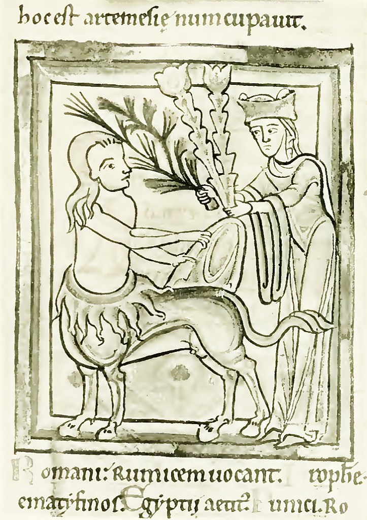 mugwort from The Old English Herbals