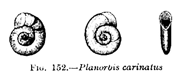 planorbis carinatus ponds