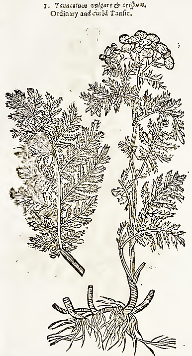 Common tansy, also known as athanasia and bitter button