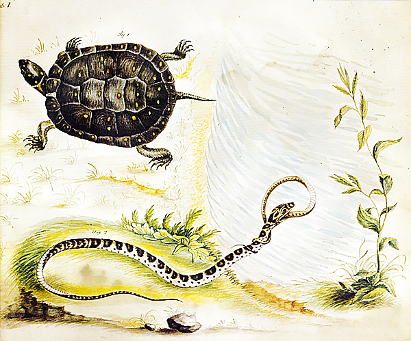 Bartram Turtle Illustration