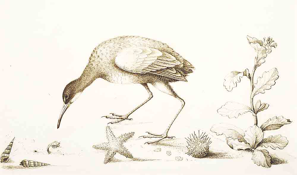 Bartram's Travels Bird Illustration