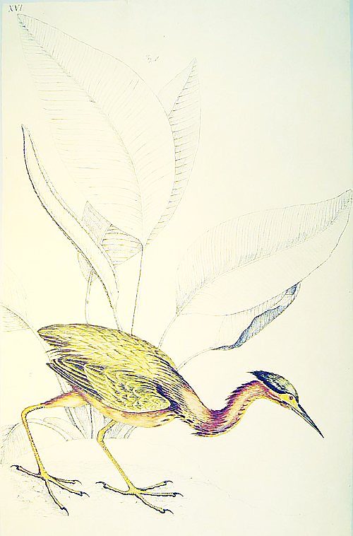 Bartram Bird Illustration