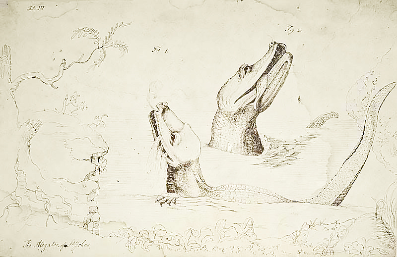 Bartram Alligator Illustration