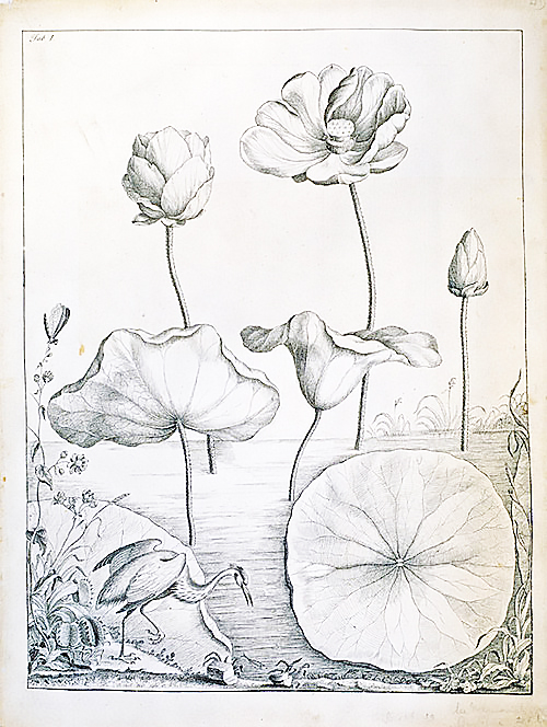 Bartram Lotus Illustration