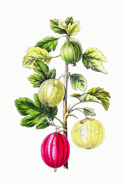 European Gooseberry Ribes Grossularia